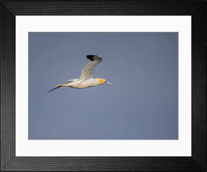 Framed Print : Gannets, Shetland Island, Scotland