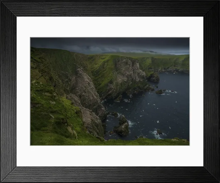 Framed Print : Gannets, Shetland Island, Scotland
