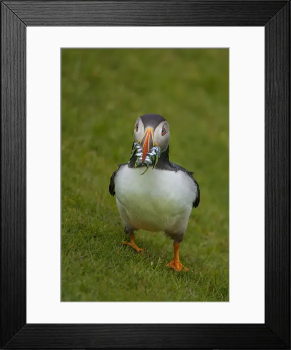 Framed Print : Atlantic Puffins, Shetland Islands, Scotland Framed Print : Atlantic Puffins, Shetland Islands, Scotland
