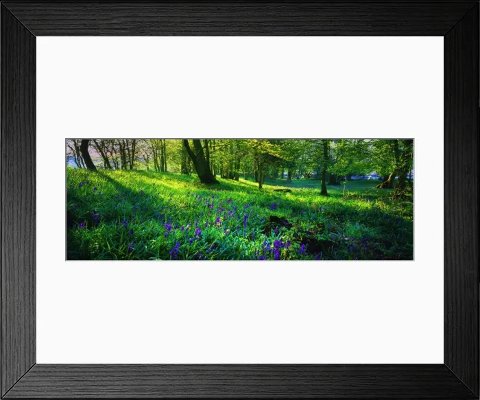 Framed Print : Bluebells in spring, Hampshire, England Framed Print : Bluebells in spring, Hampshire, England