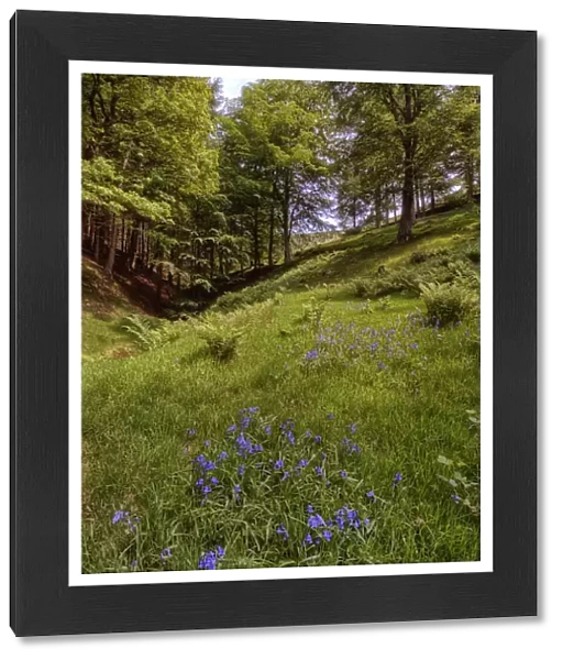 Bluebells in bloom in the Peak district, England