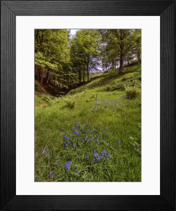 Framed Print : Bluebells in bloom in the Peak district, England Framed Print : Bluebells in bloom in the Peak district, England