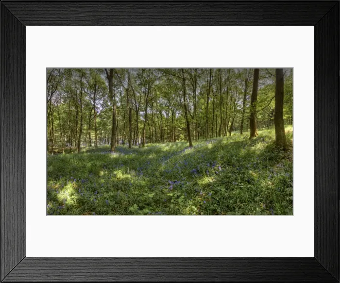 Framed Print : Bluebells in bloom in the Peak district, England Framed Print : Bluebells in bloom in the Peak district, England