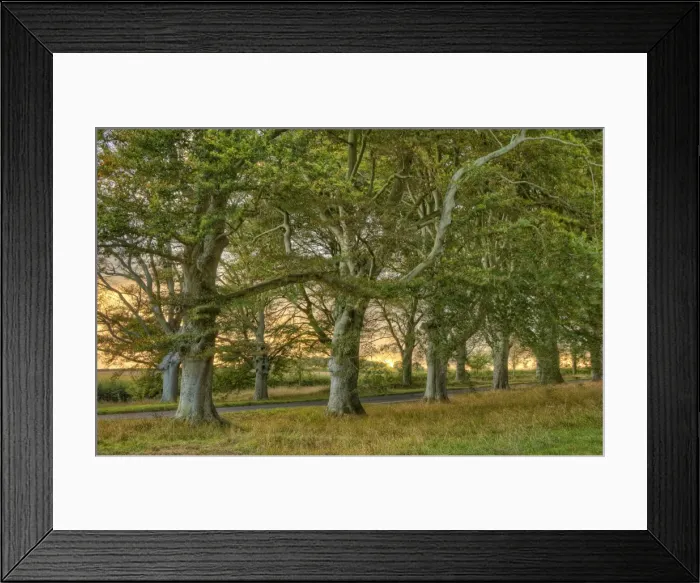 Framed Print : Beech trees in mist, Dorset, England