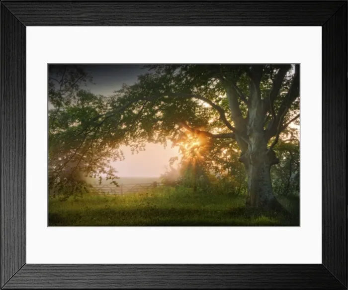Framed Print : Dawn near the Badbury Rings, Dorset England Framed Print : Dawn near the Badbury Rings, Dorset England