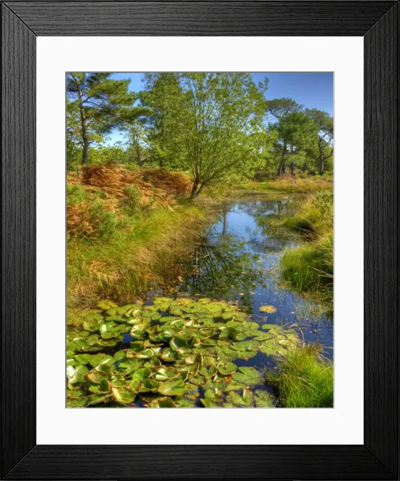 Framed Print : Backwater in the Arne Forest of Dorest, England Framed Print : Backwater in the Arne Forest of Dorest, England