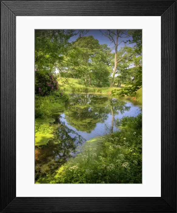 Framed Print : Backwater in the Arne Forest of Dorest, England Framed Print : Backwater in the Arne Forest of Dorest, England