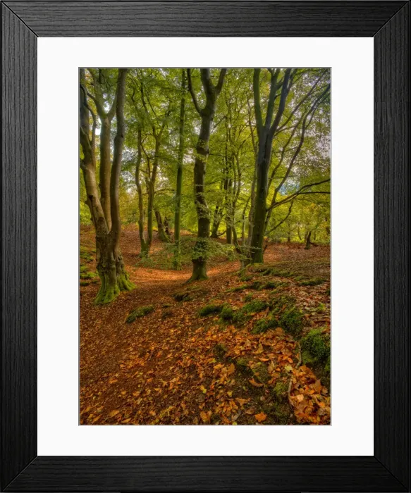 Framed Print : Forests of England with Autum colours