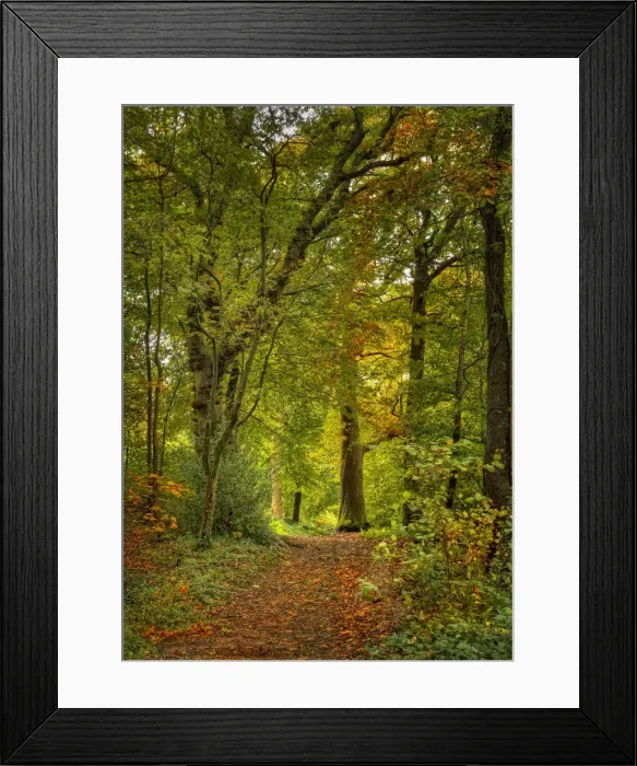 Framed Print : Forests of England with Autum colours Framed Print : Forests of England with Autum colours