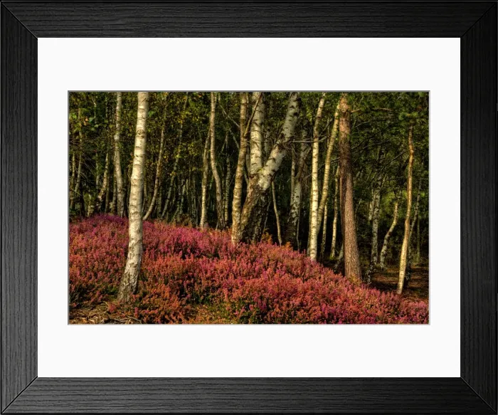 Framed Print : Aspens and heath in Dorset England