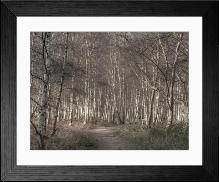 Framed Print : Arne forest Dorset England