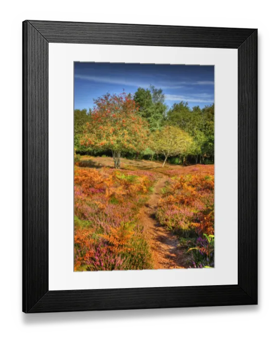 Framed Print : Arne forest Dorset England