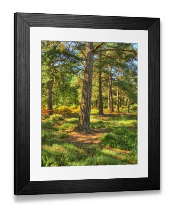 Framed Print : Arne forest Dorset England