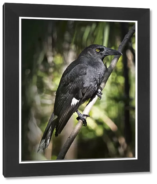 Forest Currawong, Lord Howe Island