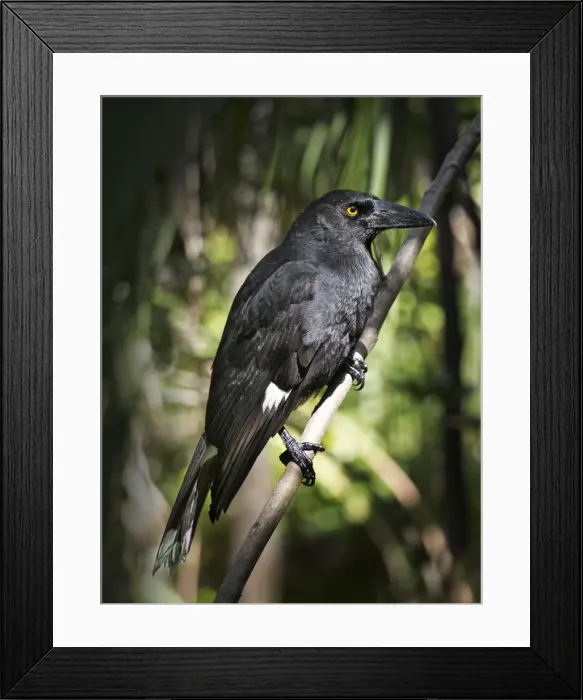 Framed Print : Forest Currawong, Lord Howe Island