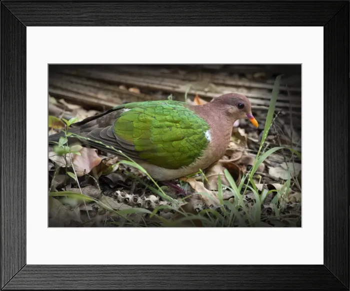 Framed Print : Emerald Dove, Lord Howe Island