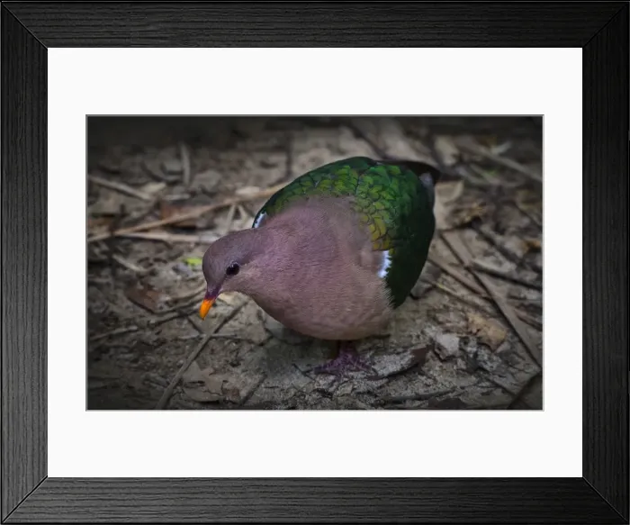 Framed Print : Emerald Dove, Lord Howe Island