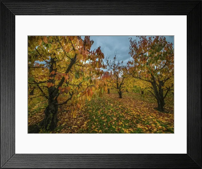Framed Print : Autumn in a cherry orchard
