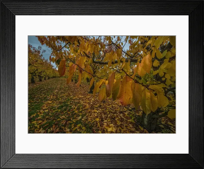 Framed Print : cherry Orchard Framed Print : cherry Orchard