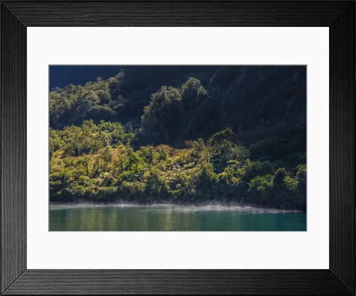 Framed Print : Backlit rainforest