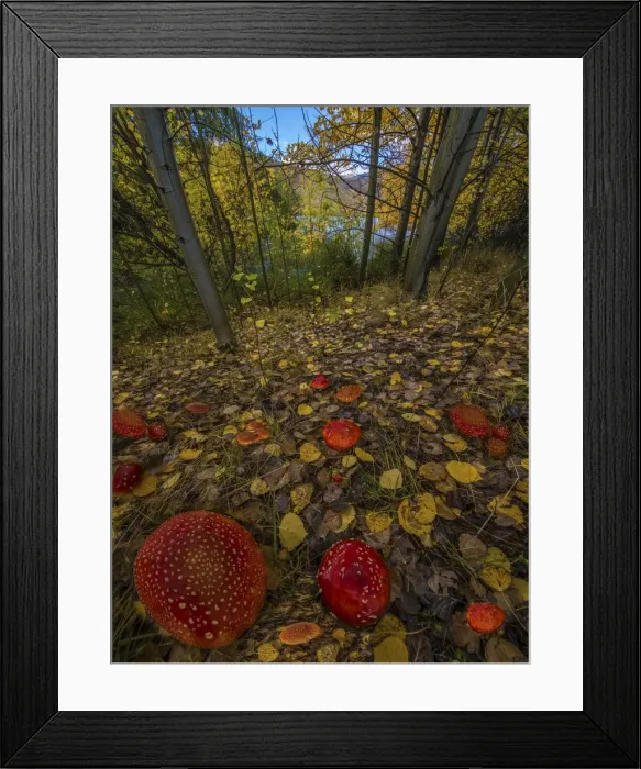 Framed Print : Autumn toadstools Twizel Framed Print : Autumn toadstools Twizel