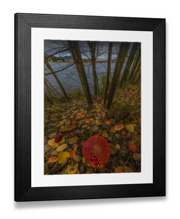 Framed Print : Fly agaric twizel