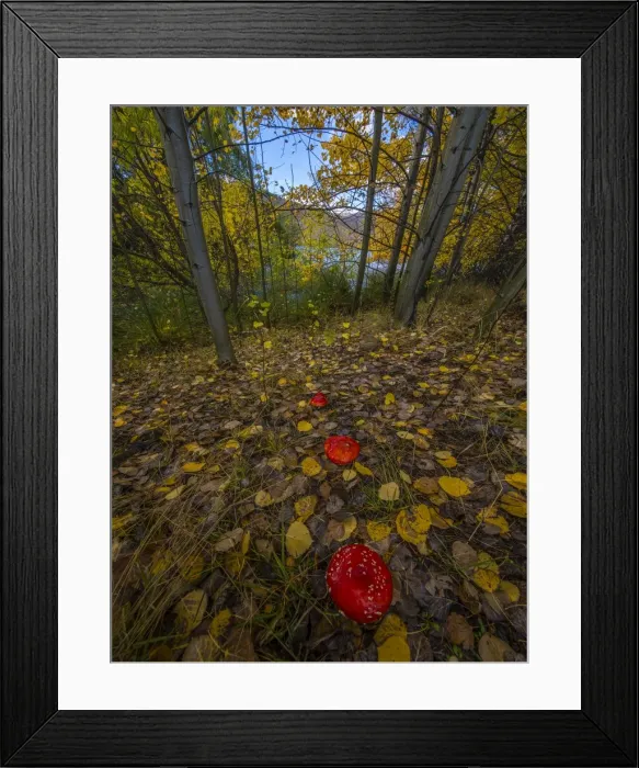 Framed Print : Autumn colours at Twizel
