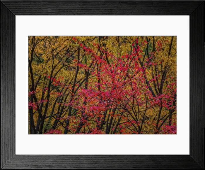 Framed Print : Autumn colours Red and Gold