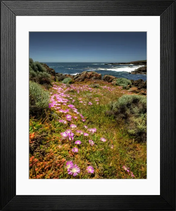 Framed Print : Carpobrotus blooms at Cape Wickham Framed Print : Carpobrotus blooms at Cape Wickham