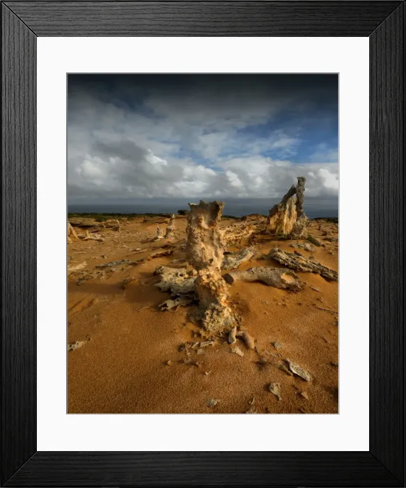 Framed Print : Calcified Forest Framed Print : Calcified Forest