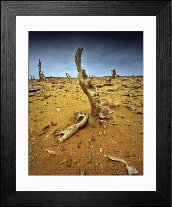 Framed Print : Calcified forest