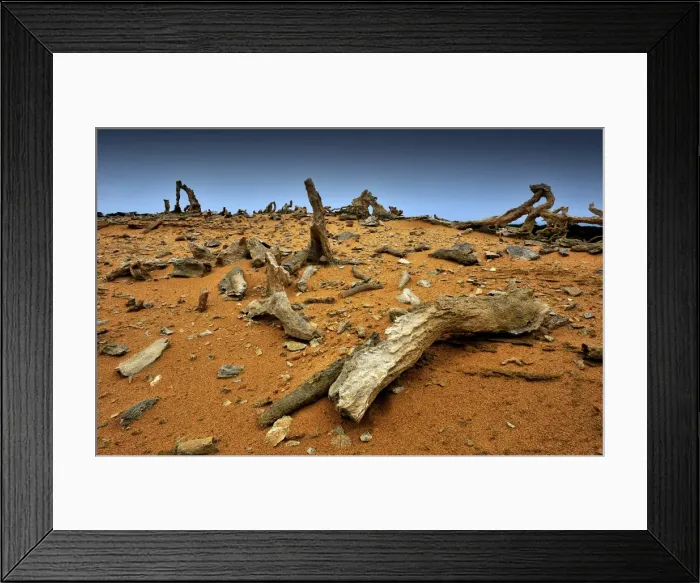 Framed Print : Calcified forest