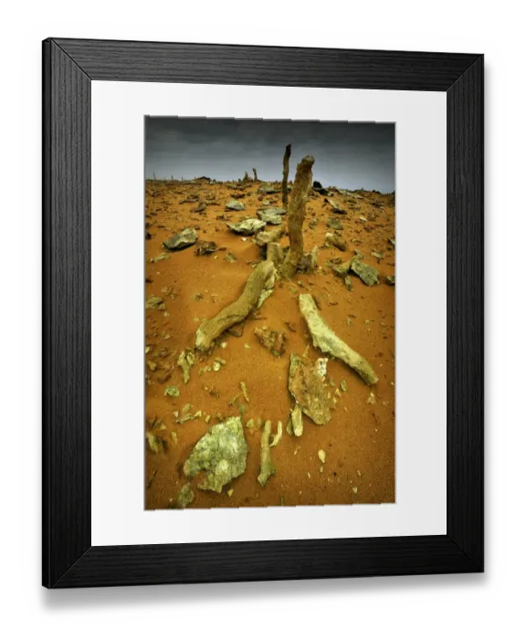 Framed Print : Calcified Forest