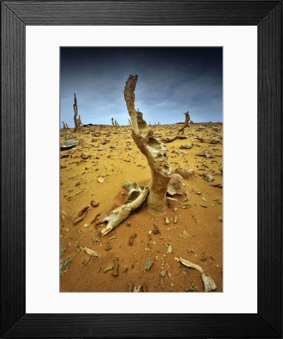 Framed Print : Calcified forest