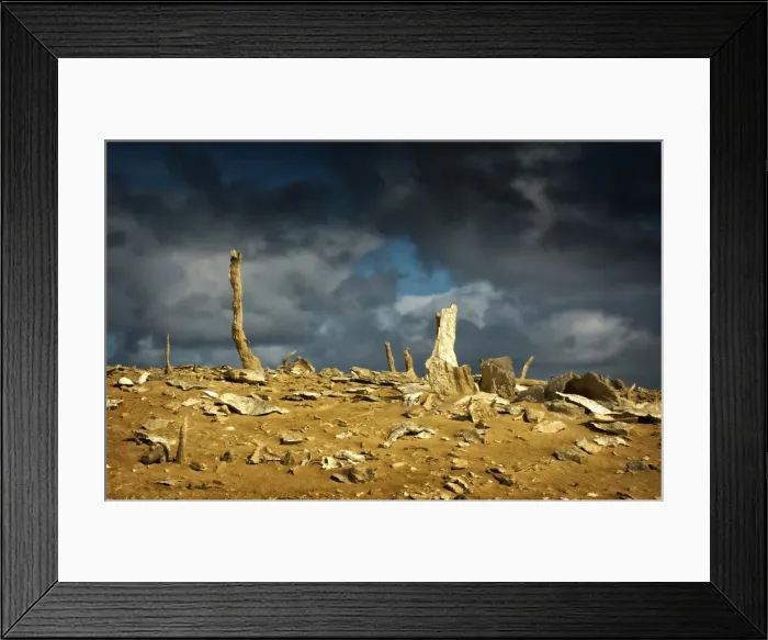 Framed Print : Calcified forest