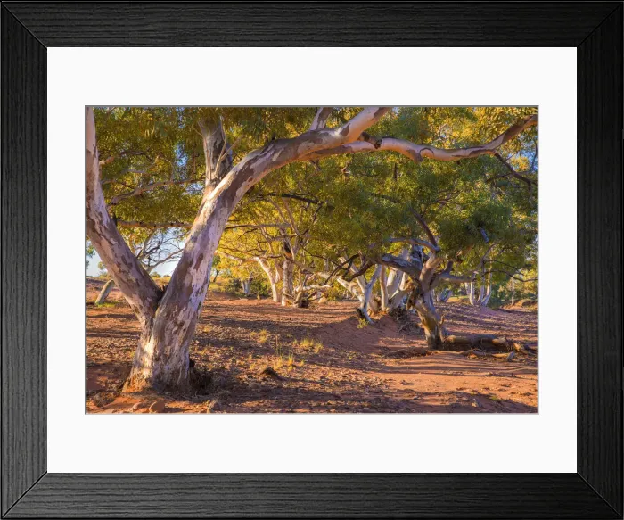 Framed Print : River red gums
