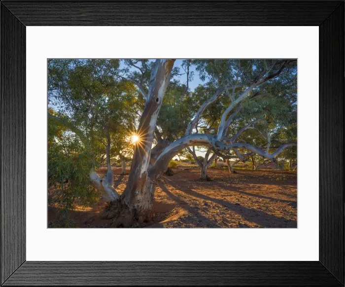 Framed Print : River red gums