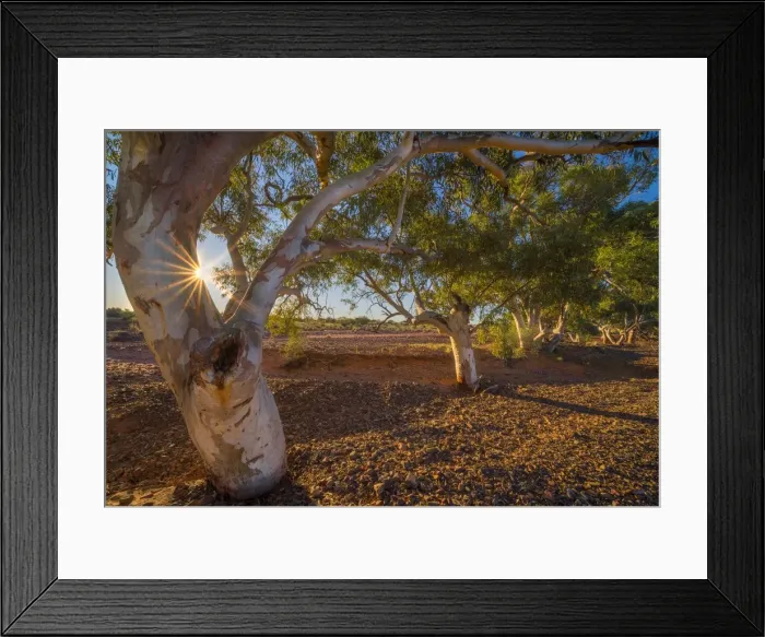 Framed Print : River red gums in a dry creek bed