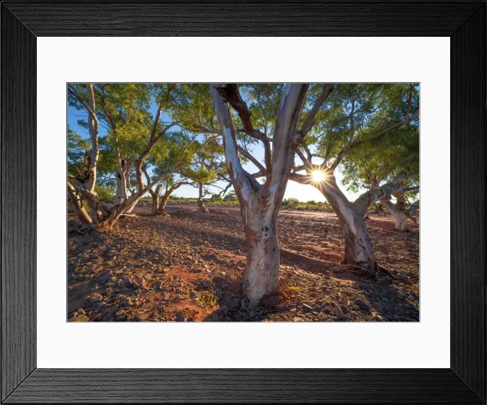 Framed Print : River red gums at Nilpena station