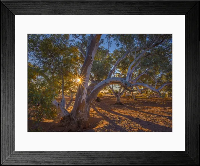 Framed Print : Red river Gums and sunstar Framed Print : Red river Gums and sunstar