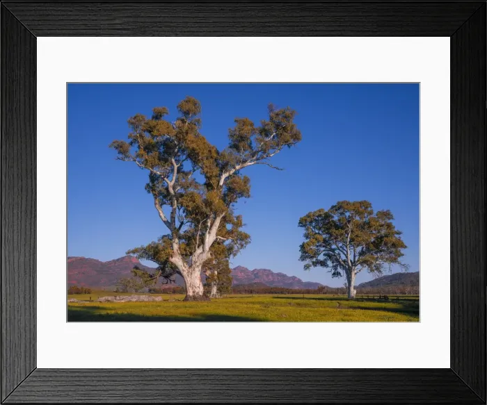 Framed Print : Morning light Cazneaux Tree Framed Print : Morning light Cazneaux Tree