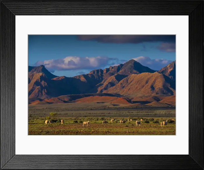 Framed Print : Grazing sheep near Parachilna