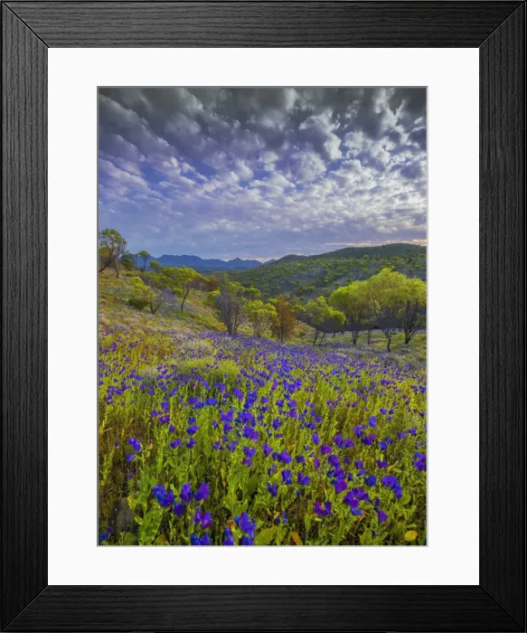 Framed Print : Bunyeroo valley in Spring Framed Print : Bunyeroo valley in Spring