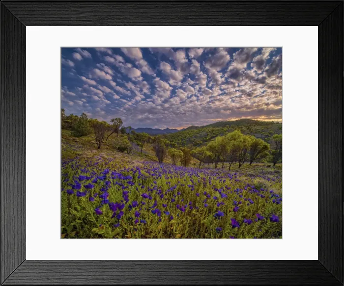 Framed Print : Springtime in Bunyeroo valley
