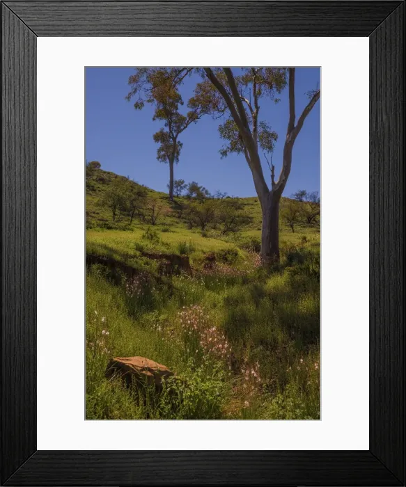 Framed Print : Brachina Gorge Spring