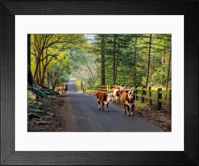 Framed Print : Wandering cattle