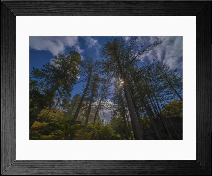 Framed Print : Norfolk Pines