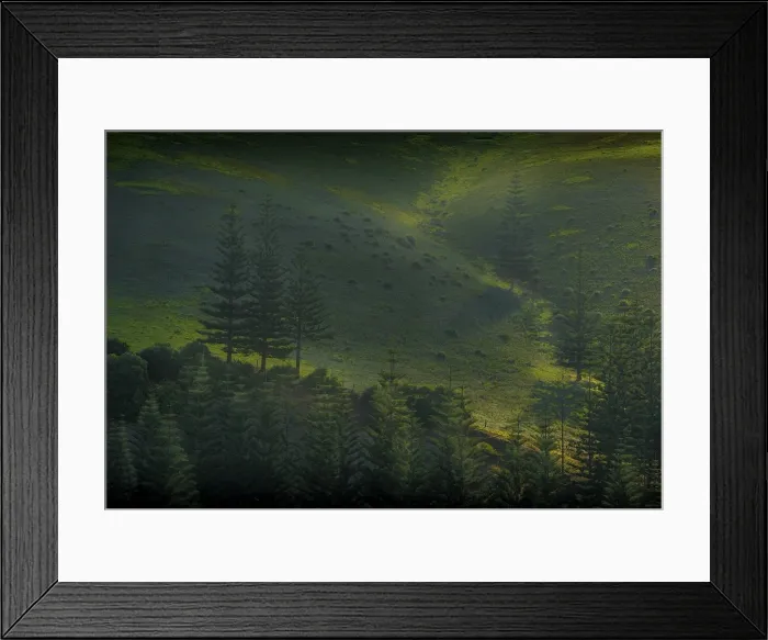 Framed Print : Light on Norfolk Pines Framed Print : Light on Norfolk Pines