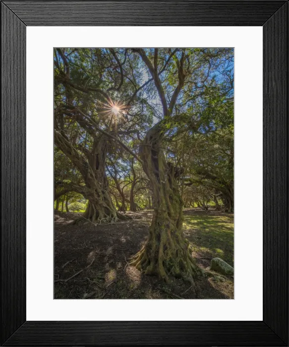 Framed Print : Gnarled trees