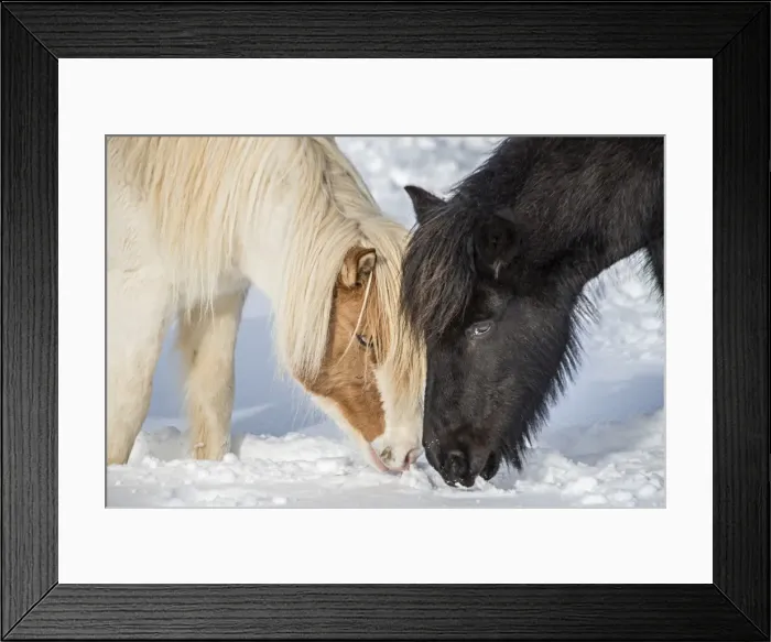 Framed Print : Icelandic horses in winter